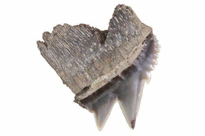 Fossil Cow Shark (Notorynchus) Tooth - Maryland #71091